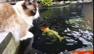 Un chat et des poissons rouges sont amis... Adorable