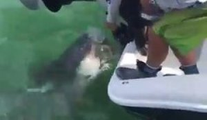 Ce touriste nourrit un grand requin blanc à la main