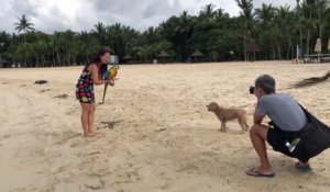 Un chiot adorable poursuit un perroquet sur la plage