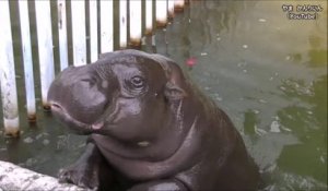 L'heure du repas pour cet hippopotame adorable