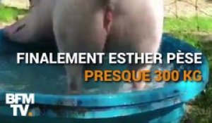 La truie Esther a été sauvée d’un cancer par ses followers