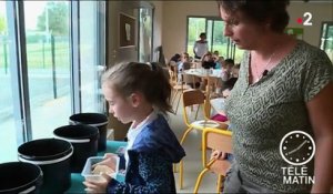 Tarn : Lavaur lutte contre le gaspillage alimentaire à la cantine