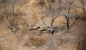 Le Botswana rejette le rapport d'EWB sur la mort des éléphants