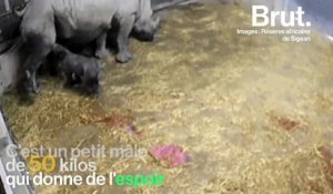 La naissance de ce bébé rhinocéros blanc est une bonne nouvelle pour toute l’espèce