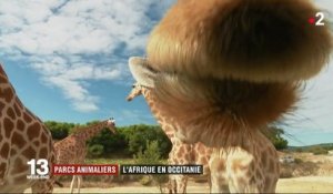 Parcs animaliers : une réserve africaine en Occitanie