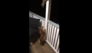 Un opossum vient narguer un chien... Tellement drôle