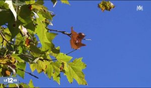 En automne, les feuilles mortes peuvent être dangereuses