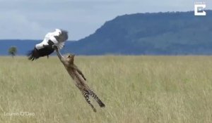 Un oiseau échappe de justesse à un léopard