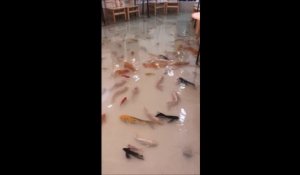 Dans ce restaurant vietnamien vous avez les pieds dans l'eau et les poissons viennent vous chatouiller