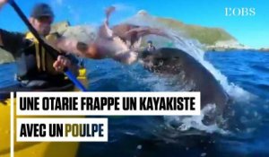 Une otarie frappe un kayakiste avec un poulpe