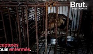 En Chine, des blaireaux maltraités et tués pour leurs poils