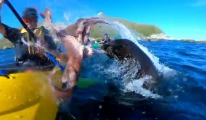 Ce kayakiste se fait gifler  avec un poulpe par un phoque