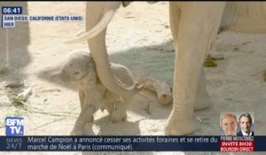 Bebe Michelin Existe Sur Orange Videos