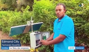 Antilles : le fléau des sargasses