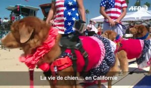 En Californie, une compétition de surf... pour chiens !