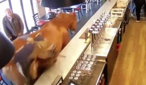 Un cheval de course rentre au galop dans un bar PMU à Chantilly