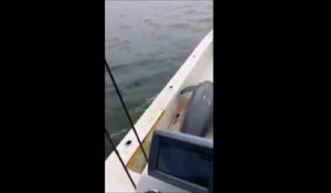Un dauphin saute dans un bateau. Incroyable