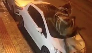 Un cheval s'échappe d'une calèche et fonce dans le pare-brise d'une voiture