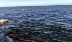 Des dauphins au large du Croisic