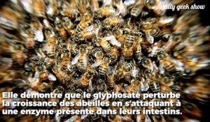 Le glyphosate officiellement lié à la disparition des abeilles