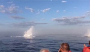 3 baleines sortent de l'eau en même temps, un événement rare filmé au Canada