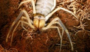 Cette animal est un croisement entre l'araignée et la fourmi...  Camel Spider!