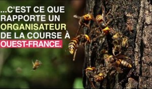 Bretagne : 20 coureurs piqués par des frelons