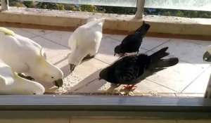 Quand un perroquet dégage un pigeon qui voulait manger avec lui