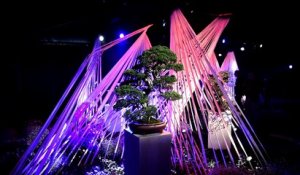 Ecrins de bonsaï, arbre et nuages: la magie de Vortex-X à Folie'flore