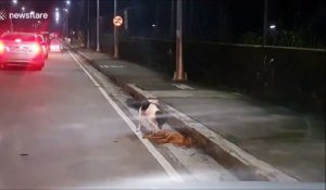 Un chien essaie de désespérément de reveiller son ami qui vient de se faire hurter par une voiture... Emouvant