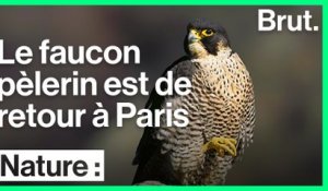 Retour du faucon pèlerin en Île-de-France