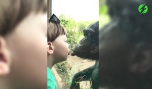 Ce singe fait un bisou à un enfant à travers la vitre au zoo... Trop mignon