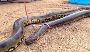 Promener son anaconda en laisse : animal de compagnie insolite