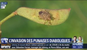 La France fait face à une invasion de punaises diaboliques
