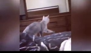 Ce chat découvre qu'il a des oreilles dans le miroir.. tellement mignon !