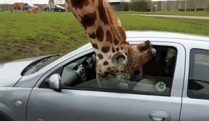 Une girafe se coince la tête dans une voiture... Et crac