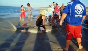 3 hommes viennent sauver un requin échoué sur la plage