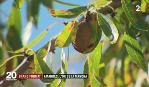 Espagne : amandes, l'or de la Mancha