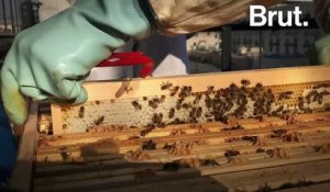 Sauver les abeilles grâce à votre entreprise ? C’est possible.