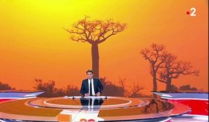 Madagascar : les baobabs en danger