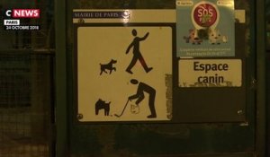 Paris : plus de place pour la promenade des chiens