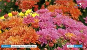 Toussaint : la saison des chrysanthèmes est ouverte