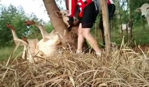 Des cyclistes viennent en aide à une vache coincée dans un arbre