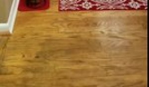 Defile D Un Chat En Costume Sur Orange Videos