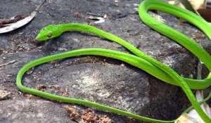 Ce serpent vert mysterieux est magnifique : serpent liane