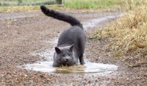 Ce chat adore jouer dans les flaques d'eau... Inhabituel