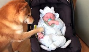 Une vidéo trop mignonne avec un chien qui prend soin d'un petit bébé