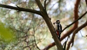 Le WWF réclame un "grand accord pour la nature"