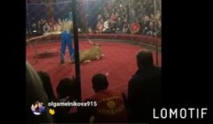 Une gamine de 4 ans attaquée par une lionne dans un cirque