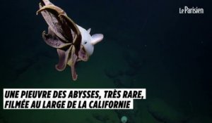 Une pieuvre des abysses, très rare, filmée au large de la Californie